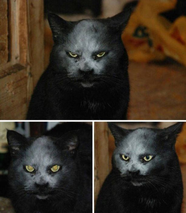 Коты и Кошки
