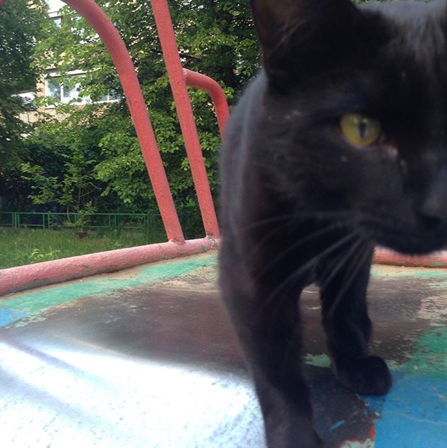 Котовторник 13.06.2017