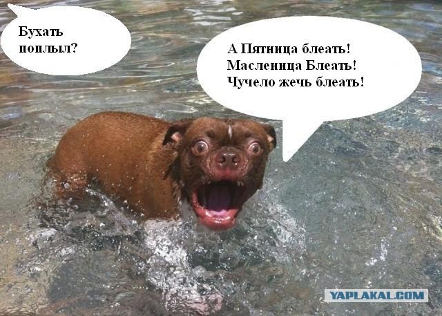Жабельный собакен