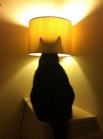 Коты и Кошки