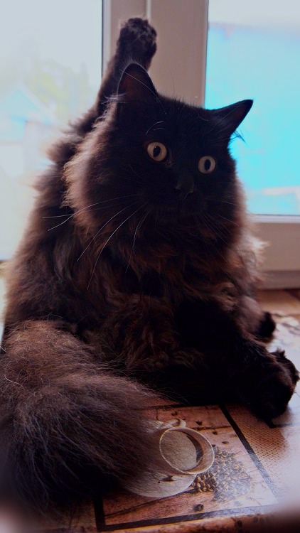 Кот без прикрас