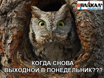 Конец месяца: сижу, жду зарплату!