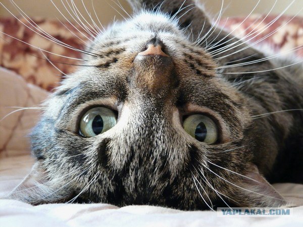 Котовторник (13.01)