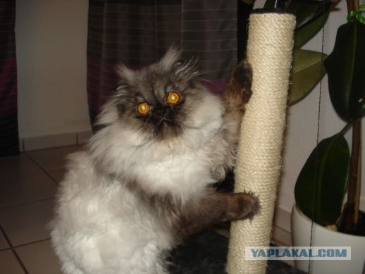 Котовторник 15.02.2011