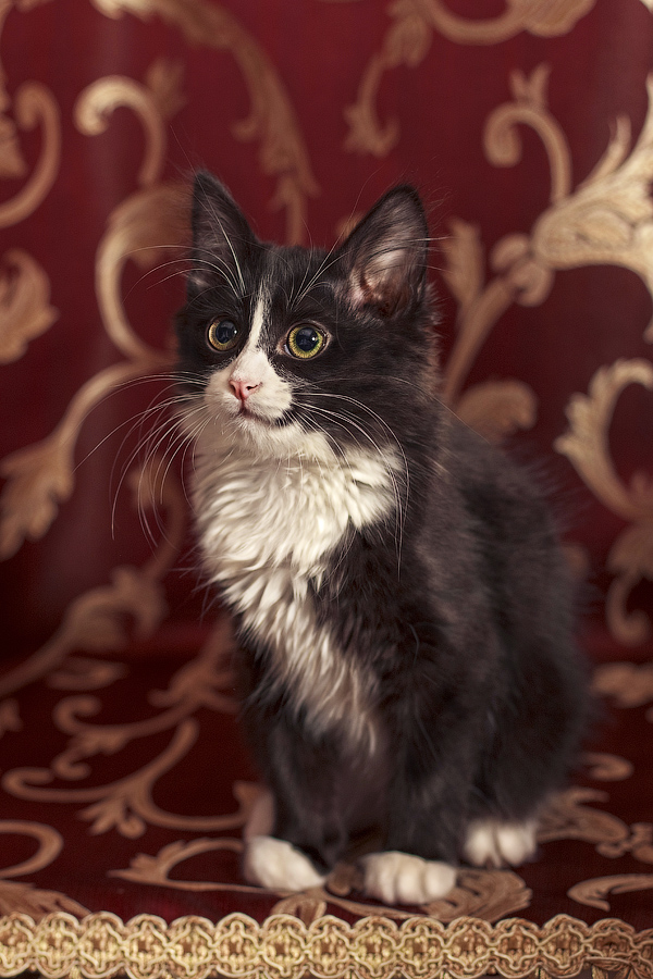 Котовторник!
