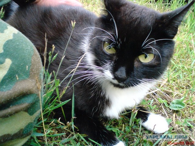 Котовторник: Кошки и ягнёнок