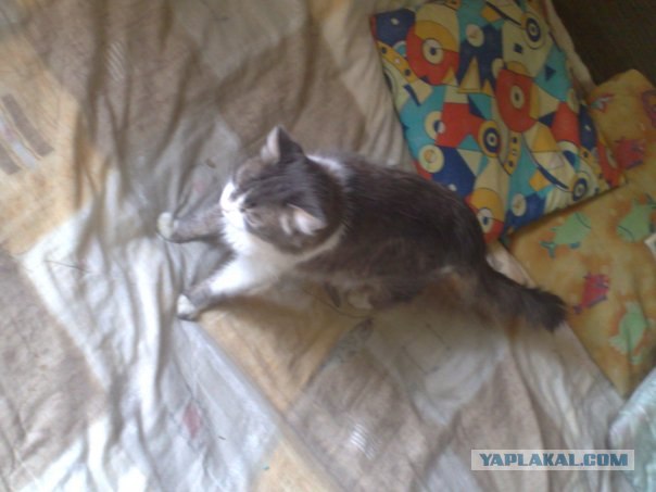 Профессиональный котовторник