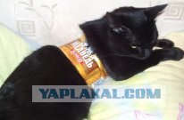 Котовторник 10. 07. 2012