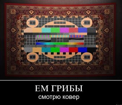 Сморчки и их готовка