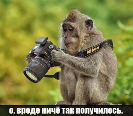 У жителя Малайзии украли из дома айфон. Он нашёл его в джунглях — а заодно селфи и видео, сделанные обезьяной