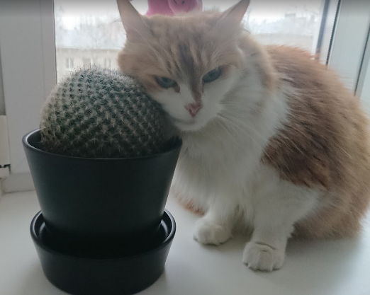 Котовторник. Поговорим о кличках, друзья