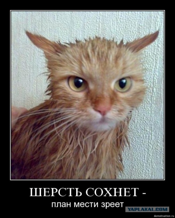 Как отучить кота ссать мимо лотка