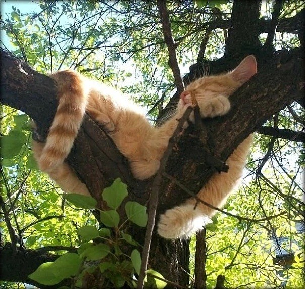 Красотка