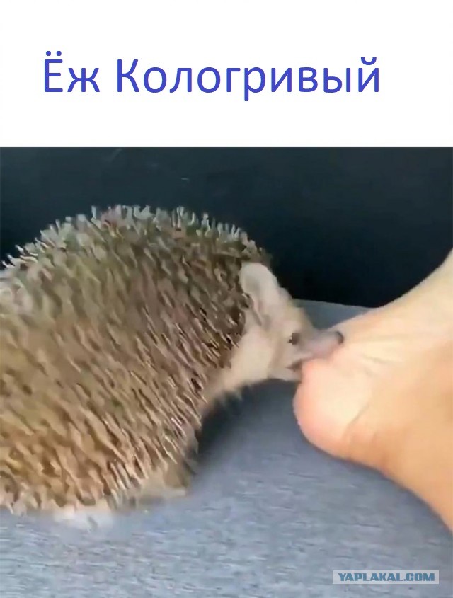 Весёлые картинки