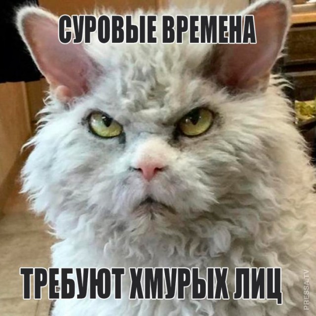 К котовторнику: подборка картинок-баянов с котиками и про котиков. Выпуск 8