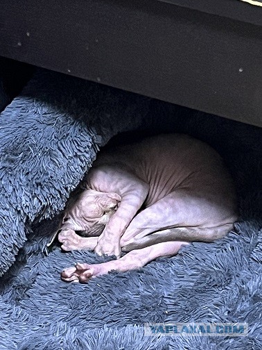 Спящих котеек тред