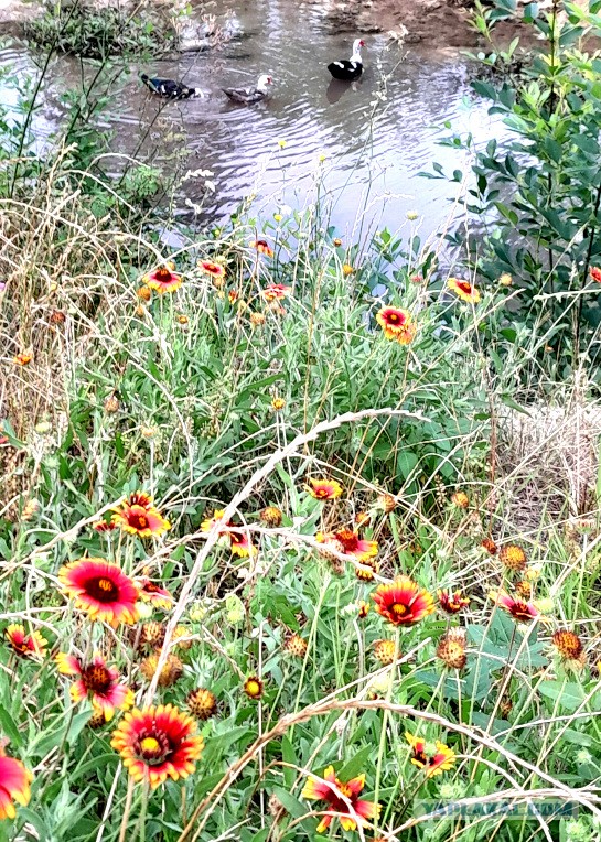 Техас готов к Хэллоуину