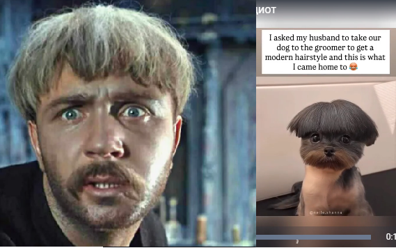 Когда хозяин идиот