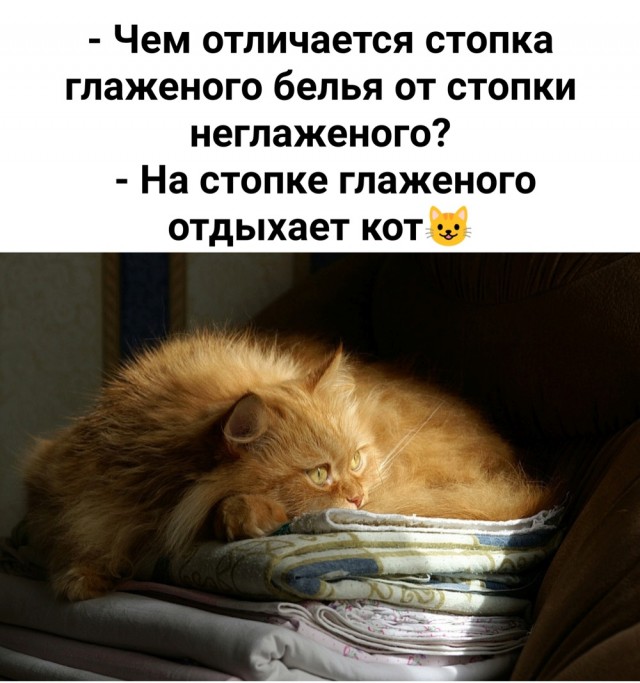 Подборка картинок-баянов с котиками и про котиков. Выпуск 29.