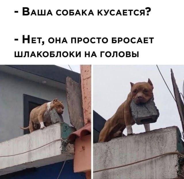 Улыбательные картинки