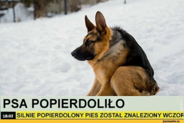 Что-то Гену расплющило
