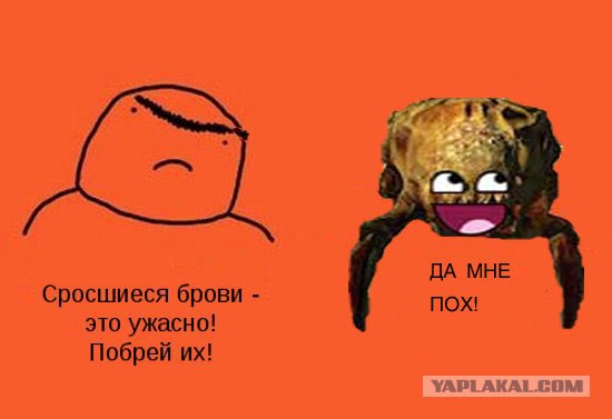 А ты побрил брови?!
