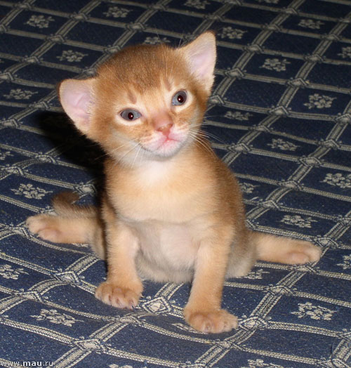 Коты ученых