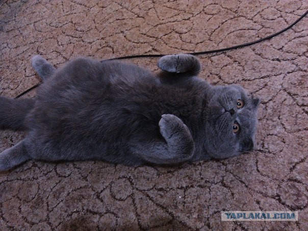 Котовторник 04.03.2014