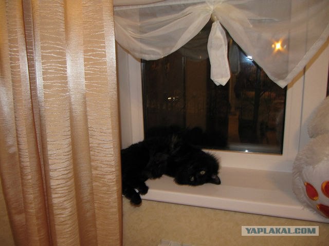Котовторник 6.05.2014