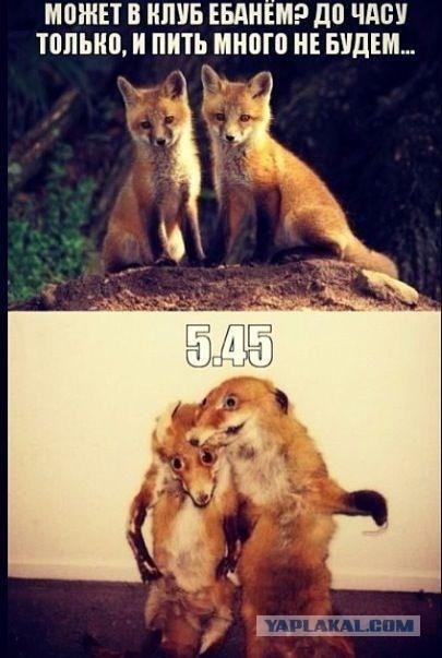 Прикольные картинки