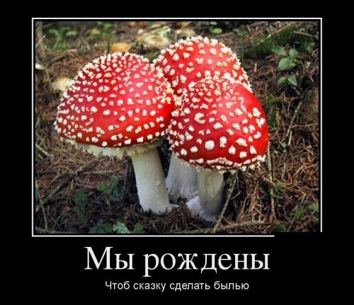 Смешные комментарии из соц.сетей