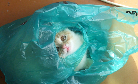 Они хотят выглядеть устрашающе!
