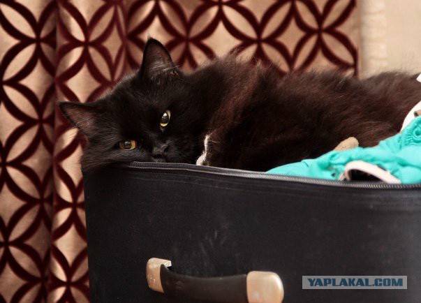 Котовторник 21.10.2014