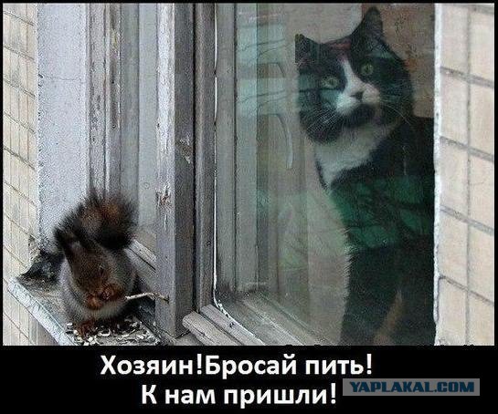 Веселые картинки