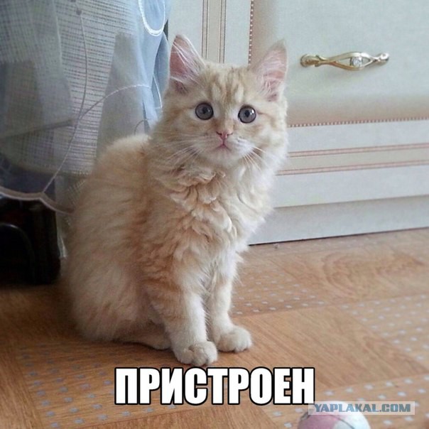 Жизнь домашнего приюта для котеек 37