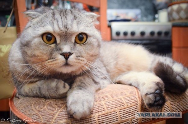 Котовторник 2.12.14