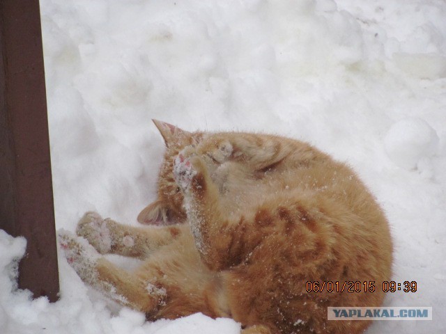 Котовторник 06.01.2015