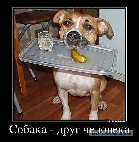 Прикольные картинки из интернета