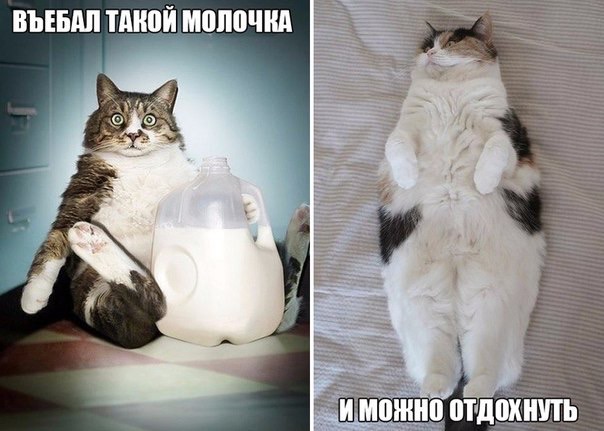 Забавные картинки из Сети