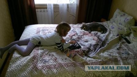 Котовторник 14.07.2015
