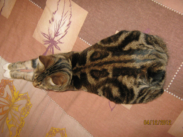 Когда в доме есть кот...