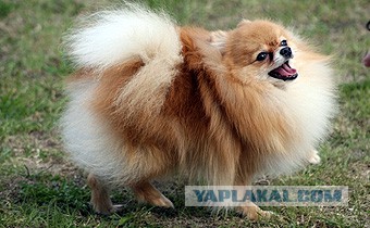 25 самых опасных пород собак