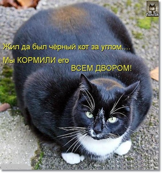 Котэподборка