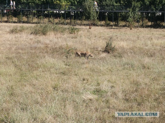Парк львов Тайган, Крым