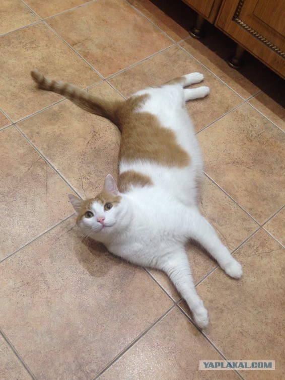 Котовторник 29-09-2015,