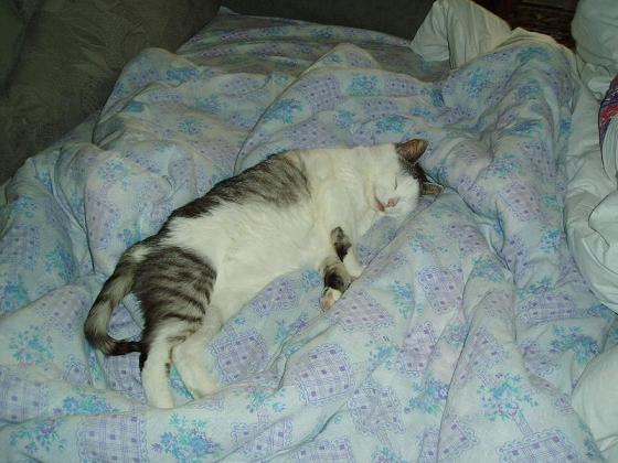 Коты, кошки, котята