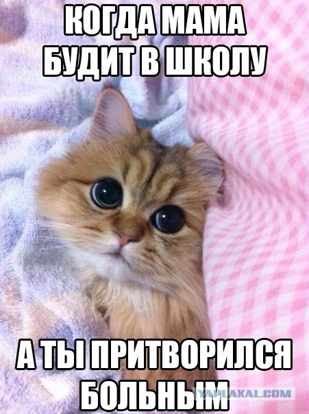 Подборка смешных и забавных фото