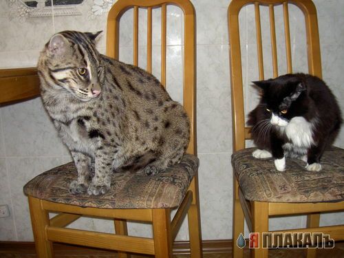 ДИКИЕ КОШКИ