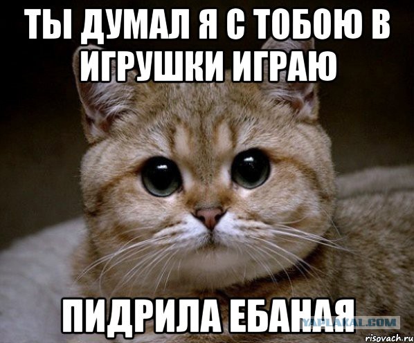 В Новочеркасске соседский кот превратил жизнь пенсионерки в ад