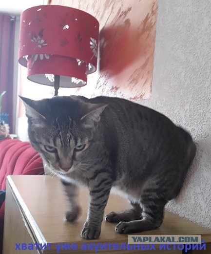 Кот Кузьма